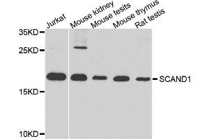 Western blot analysis of extracts of various cell lines, using SCAND1 antibody (ABIN5974825) at 1/1000 dilution. (SCAND1 anticorps)