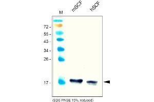 Western Analysis of anti-Mouse SCF Cat. (KIT Ligand anticorps  (AA 26-189))