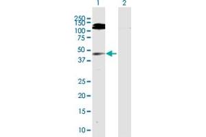 Western Blot analysis of GMDS expression in transfected 293T cell line by GMDS MaxPab polyclonal antibody. (GMDS anticorps  (AA 1-372))