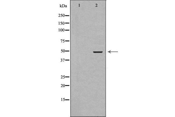 GSK3 beta anticorps  (N-Term)