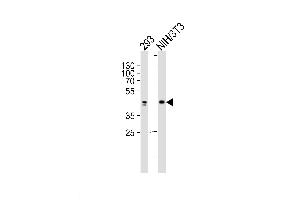 Lane 1: 293 Cell lysates, Lane 2: NIH/3T3 Cell lysates, probed with JUN (1306CT545. (C-JUN anticorps)