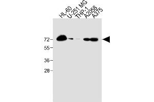 Western Blotting (WB) image for anti-CD63 (CD63) (AA 163-190), (C-Term) antibody (ABIN651526)