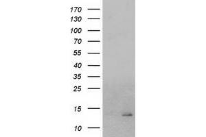 Image no. 2 for anti-Coiled-Coil-Helix-Coiled-Coil-Helix Domain Containing 5 (CHCHD5) antibody (ABIN1497491) (CHCHD5 anticorps)