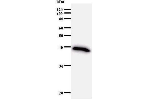 BRPF1 anticorps