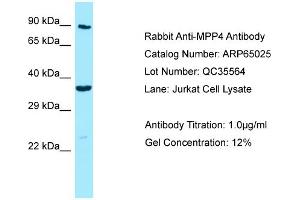 Western Blotting (WB) image for anti-Membrane Protein, Palmitoylated 4 (MAGUK P55 Subfamily Member 4) (MPP4) (C-Term) antibody (ABIN971167) (MPP4 anticorps  (C-Term))