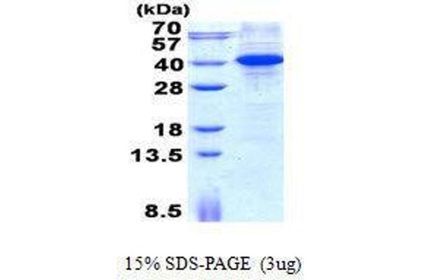 MYD88 Protéine