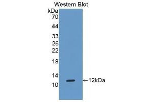 Western Blotting (WB) image for anti-HLA Class I Histocompatibility Antigen, alpha Chain G (HLAG) (AA 29-117) antibody (ABIN1175104) (HLAG anticorps  (AA 29-117))