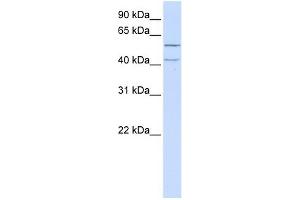 LRRC23 antibody used at 1 ug/ml to detect target protein. (LRRC23 anticorps  (N-Term))