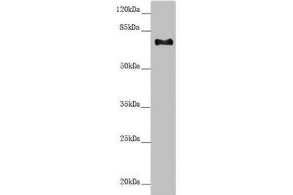CEP72 anticorps  (AA 200-460)
