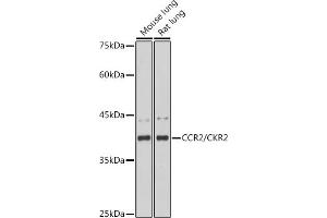 Western blot analysis of extracts of various cell lines, using CCR2/CKR2 antibody (ABIN7266304) at 1:1000 dilution. (CCR2 anticorps)