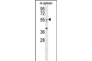 Western blot analysis in mouse spleen tissue lysates (35ug/lane). (PAX7 anticorps  (C-Term))