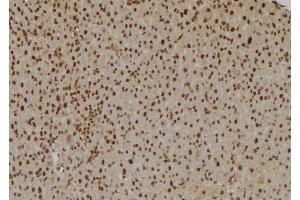 ABIN6275831 at 1/100 staining Rat liver tissue by IHC-P. (TRAF2 anticorps  (C-Term))