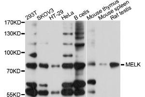 Western blot analysis of extracts of various cell lines, using MELK antibody. (MELK anticorps)