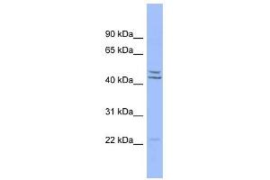 PON1 antibody used at 1 ug/ml to detect target protein. (PON1 anticorps  (Middle Region))