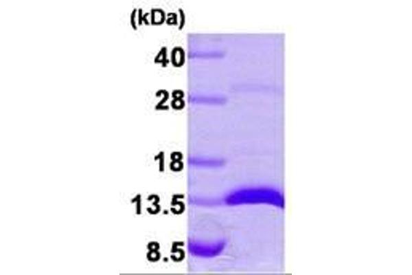 LGALS1/Galectin 1 Protein (AA 1-135)