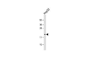 Western Blot at 1:1000 dilution + HepG2 whole cell lysate Lysates/proteins at 20 ug per lane. (NIP7 anticorps  (C-Term))