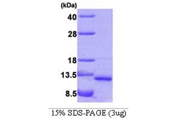 VAMP5 Protein (AA 1-72) (His tag)