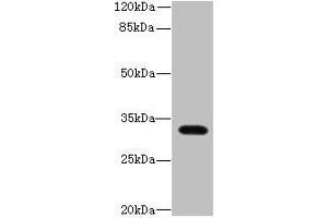 Western blot All lanes: LIX1 antibody at 0. (LIX1 anticorps  (AA 1-282))