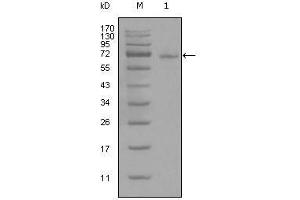 Western Blot showing STAT3 antibody used against full-length STAT3-His recombinant protein (1). (STAT3 anticorps)