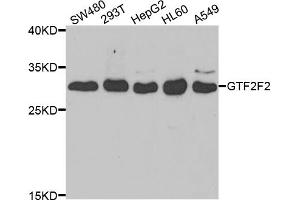 Western blot analysis of extracts of various cell lines, using GTF2F2 antibody (ABIN5973440) at 1/1000 dilution. (GTF2F2 anticorps)