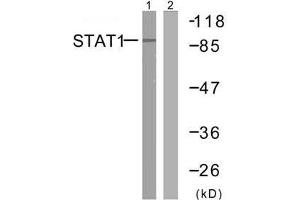 Western blot analysis of extracts from MCF7 cells using STAT1 (Ab-727) antibody (E021177). (STAT1 anticorps)