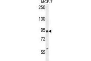 Western blot analysis in MCF-7 cell line lysates (35ug/lane) using EFHB Antibody (N-term). (EFHB anticorps  (N-Term))