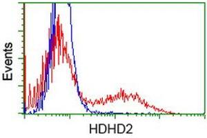 HEK293T cells transfected with either RC205967 overexpress plasmid (Red) or empty vector control plasmid (Blue) were immunostained by anti-HDHD2 antibody (ABIN2454527), and then analyzed by flow cytometry. (HDHD2 anticorps)