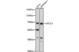 Western blot analysis of extracts of various cell lines, using NFE2L3 antibody (ABIN7268971) at 1:1000 dilution. (NFE2L3 anticorps  (AA 300-550))