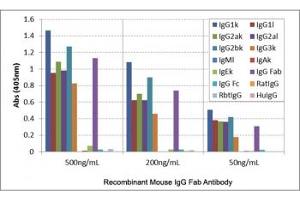 ELISA of mouse immunoglobulins shows the recombinant Mouse IgG Fab antibody reacts to the Fab region of mouse IgG1, IgG2a, IgG2b, and IgG3 (Recombinant Chèvre anti-Souris IgG Anticorps)