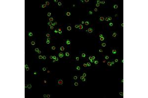 Immunofluorescence Analysis of Jurkat cells labeling CD3e with CD3e Mouse Monoclonal Antibody (UCHT1) followed by Goat anti-Mouse IgG-CF488 (Green). (CD3 epsilon anticorps)