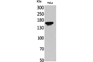 Western Blot analysis of HeLa cells using Jagged1 Polyclonal Antibody. (JAG1 anticorps  (Internal Region))