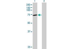 Western Blot analysis of GNE expression in transfected 293T cell line by GNE MaxPab polyclonal antibody. (GNE anticorps  (AA 1-722))