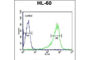 Flow cytometric analysis of HL-60 cells (right histogram) compared to a negative control cell (left histogram). (Phospholipase C beta 1 anticorps  (C-Term))