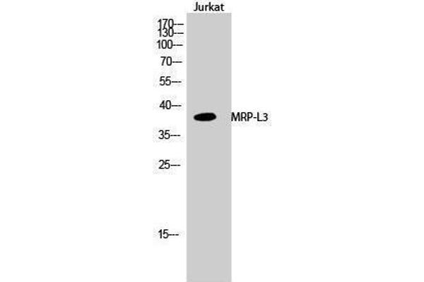 MRPL38 anticorps  (Internal Region)