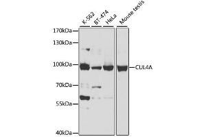 Western blot analysis of extracts of various cell lines, using CUL4A antibody. (Cullin 4A anticorps)