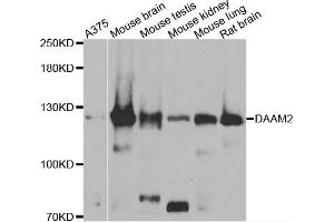 Western blot analysis of extracts of various cell lines, using DAAM2 antibody (ABIN4903447) at 1:1000 dilution. (DAAM2 anticorps)