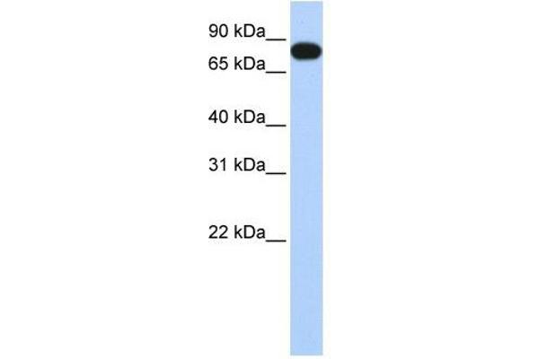 EML3 anticorps  (N-Term)