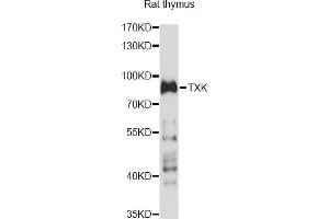 Western blot analysis of extracts of rat thymus, using TXK antibody (ABIN6293078) at 1:1000 dilution. (TXK anticorps)