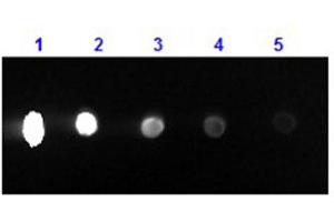 Dot Blot results of Rabbit F(ab')2 Anti-Mouse IgG Antibody Phycoerythrin Conjugated. (Lapin anti-Souris IgG (Heavy & Light Chain) Anticorps (PE) - Preadsorbed)