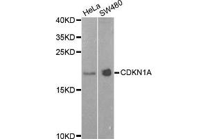 Western Blotting (WB) image for anti-Cyclin-Dependent Kinase Inhibitor 1A (p21, Cip1) (CDKN1A) (AA 1-164) antibody (ABIN1679159) (p21 anticorps  (AA 1-164))