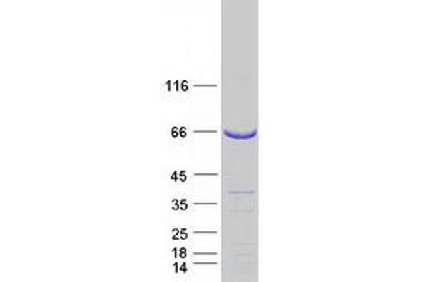 ABI1 Protein (Transcript Variant 4) (Myc-DYKDDDDK Tag)