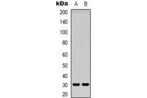 Western blot analysis of Adiponectin expression in Hela (A), HEK293T (B) whole cell lysates. (ADIPOQ anticorps)