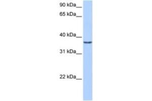 Western Blotting (WB) image for anti-Vestigial Like 2 (VGLL2) antibody (ABIN2463374) (VGLL2 anticorps)