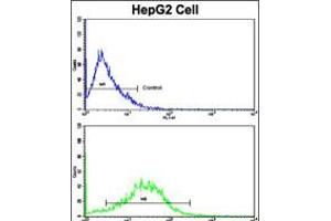 Flow cytometric analysis of HepG2 cells using CD49e Antibody (bottom histogram) compared to a negative control cell (top histogram). (ITGA5 anticorps  (C-Term))