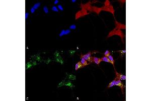 Immunocytochemistry/Immunofluorescence analysis using Mouse Anti-GABA-A Receptor Beta 3 Monoclonal Antibody, Clone N87/25 (ABIN2483487). (GABRA1 anticorps  (AA 370-433) (APC))