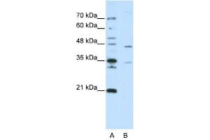 ZNF488 antibody (20R-1241) used at 0. (ZNF488 anticorps  (C-Term))