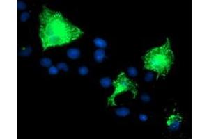 Anti-PVRL1 mouse monoclonal antibody (ABIN2455008) immunofluorescent staining of COS7 cells transiently transfected by pCMV6-ENTRY PVRL1 (RC211214). (PVRL1 anticorps)