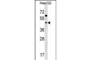 Western blot analysis in HepG2 cell line lysates (35ug/lane). (SIGLEC9 anticorps  (N-Term))