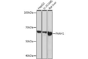 Western blot analysis of extracts of various cell lines, using F Rabbit mAb (ABIN1682600, ABIN3018533, ABIN3018534 and ABIN7101623) at 1:1000 dilution. (FAAH anticorps)