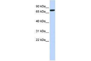 Western Blotting (WB) image for anti-delta-Like 1 (DLL1) antibody (ABIN2459034) (DLL1 anticorps)